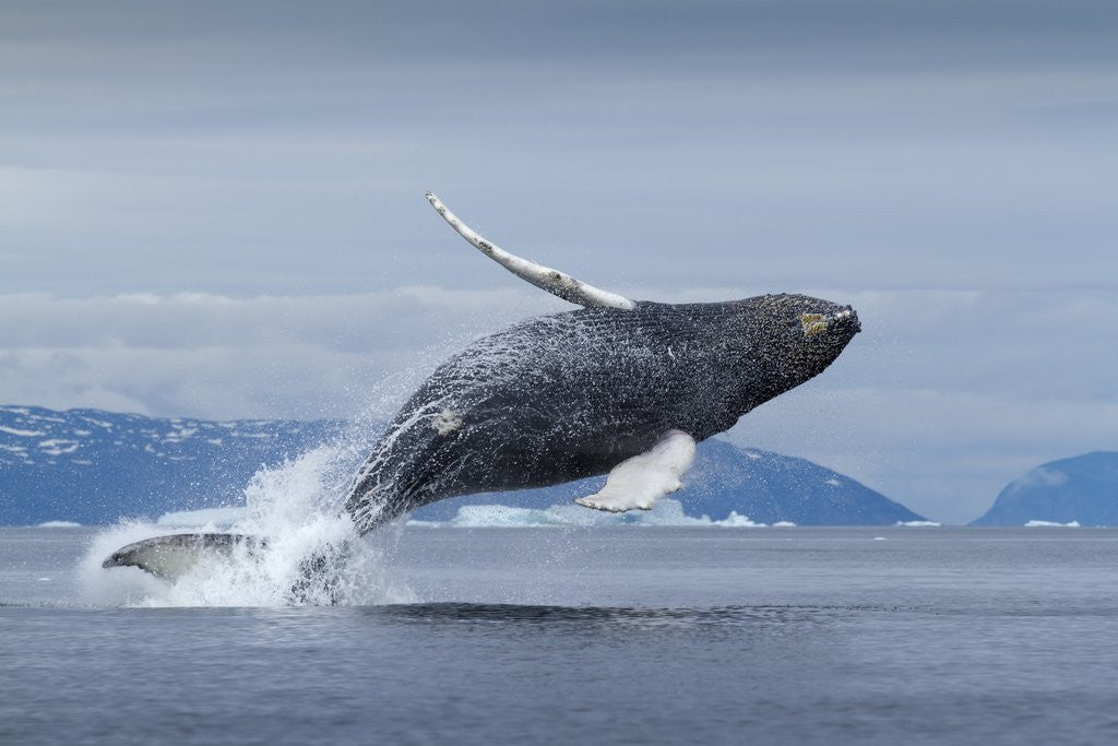 Detail of Humpback whale calf breaching in Disko Bay in Greenland by Corbis