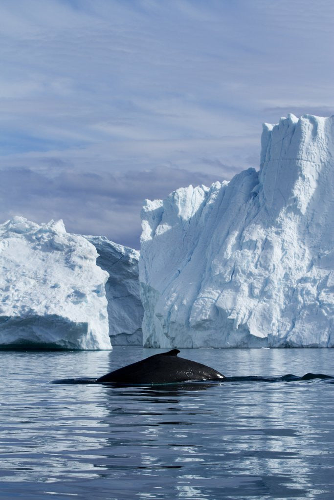 Detail of Humpback Whale in Disko Bay in Greenland by Anonymous