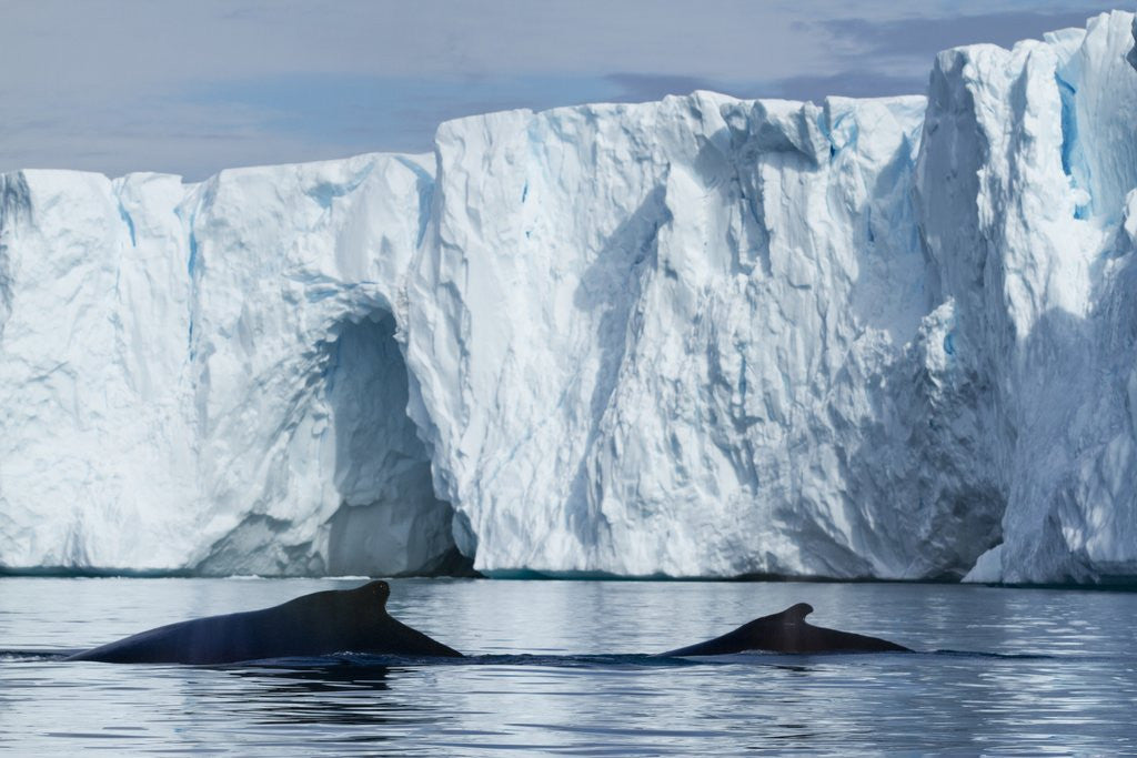 Detail of Humpback Whales in Disko Bay in Greenland by Anonymous