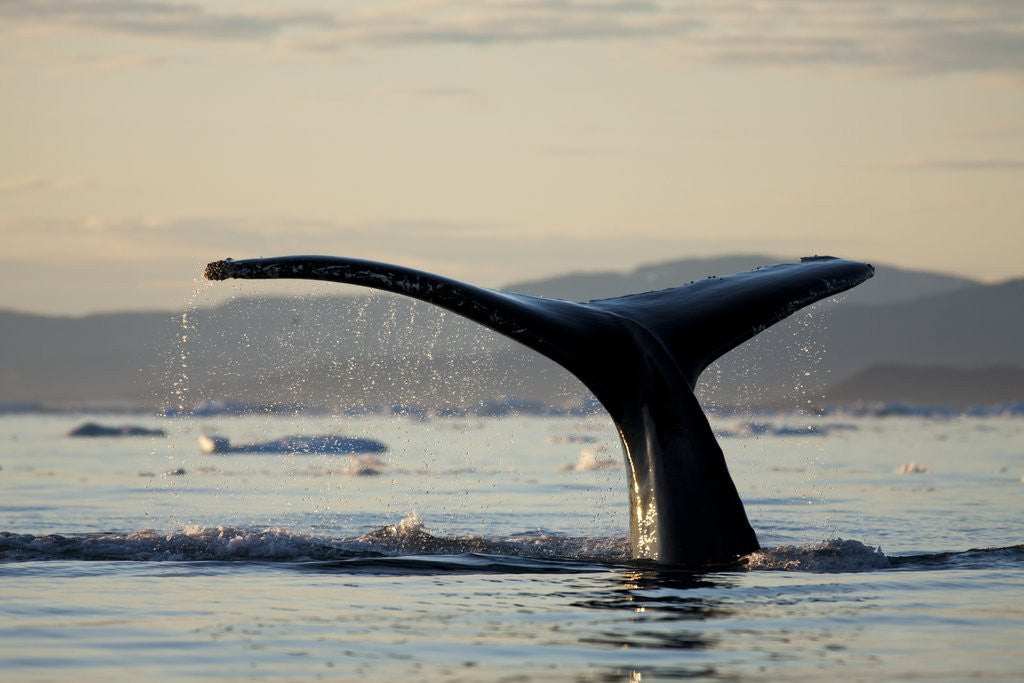 Detail of Humpback Whale in Disko Bay in Greenland by Anonymous