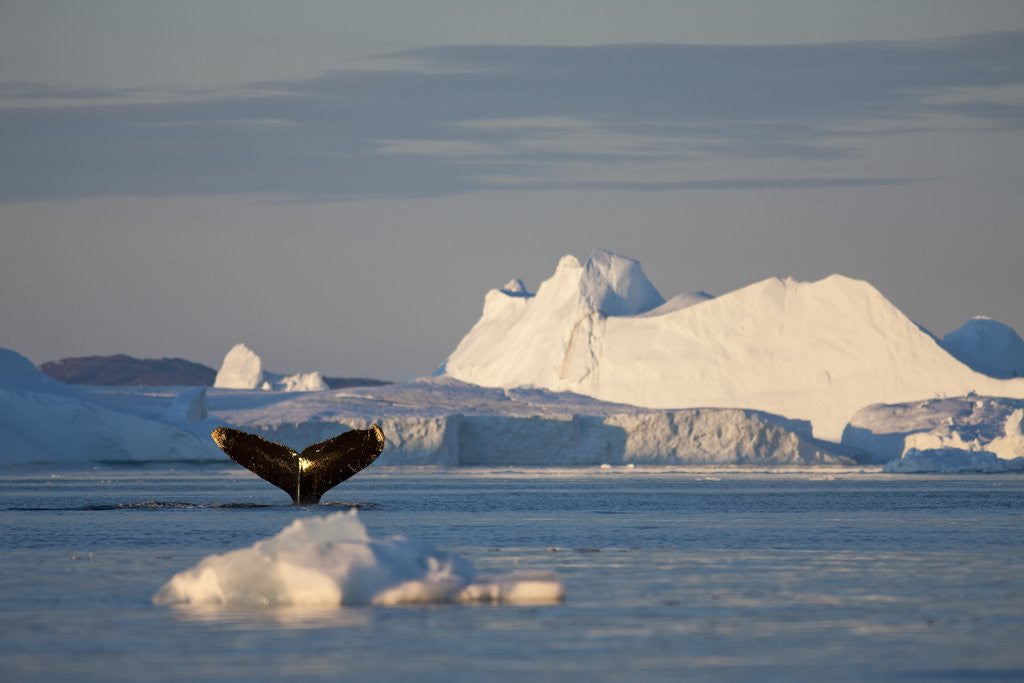 Detail of Humpback Whale in Disko Bay in Greenland by Anonymous