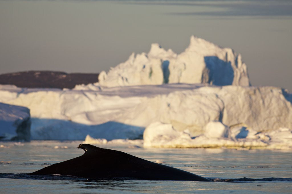 Detail of Humpback Whale in Disko Bay in Greenland by Anonymous