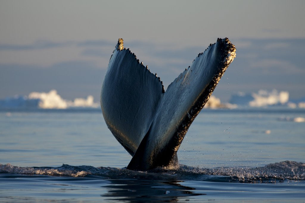 Detail of Humpback Whale in Disko Bay in Greenland by Anonymous
