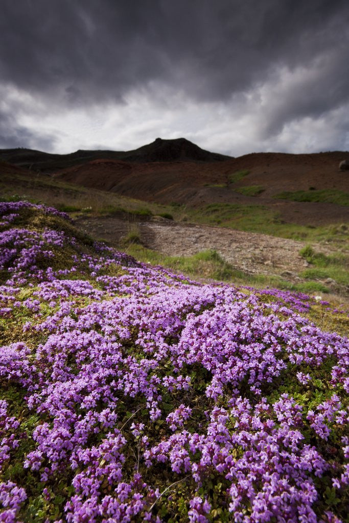 Detail of Summer Wildflowers in Iceland by Corbis