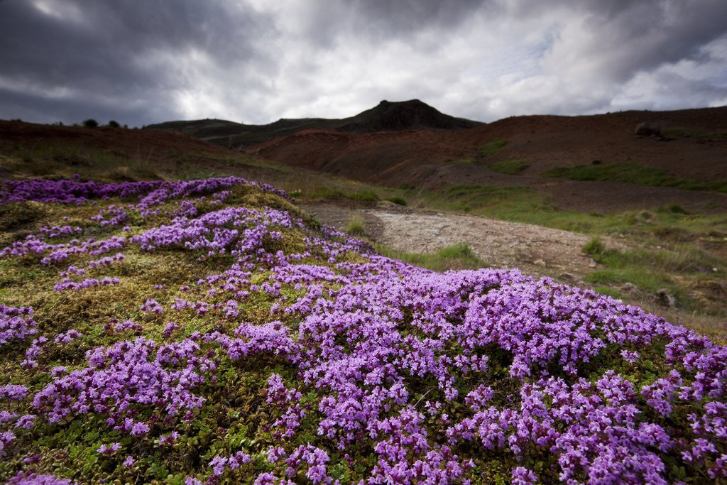Detail of Summer Wildflowers in Iceland by Anonymous