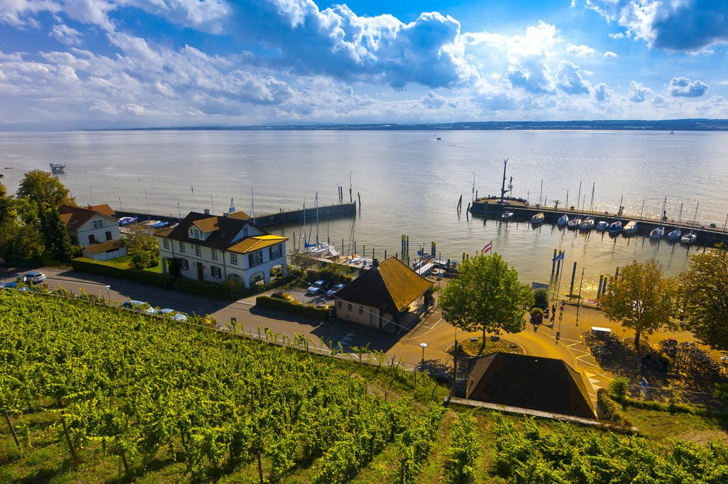 Detail of Vineyards, the medieval city of Meersburg on Lake Constance (Bodensee), Baden-W?rttemberg, Germany by Anonymous