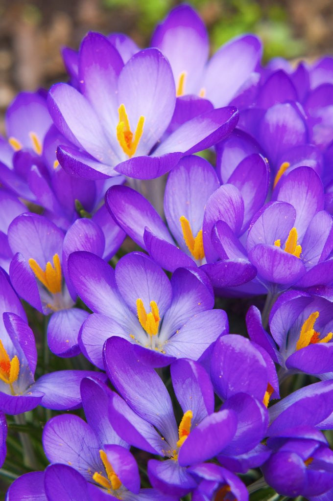 Detail of Spring crocuses by Anonymous