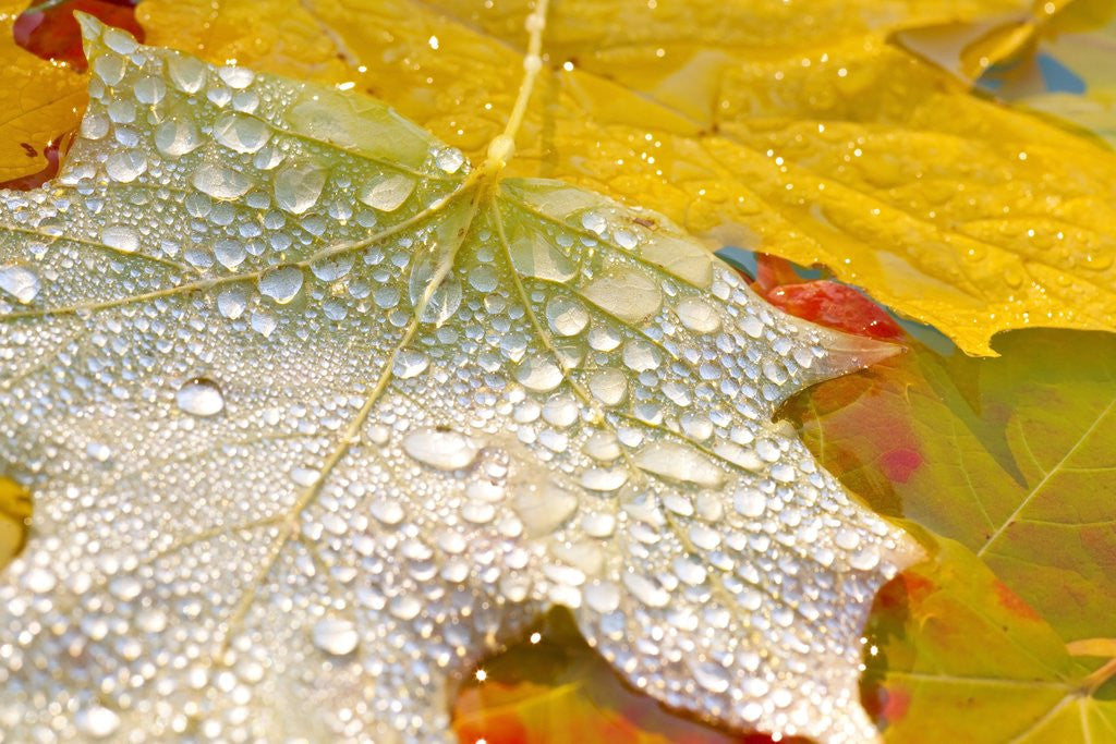 Detail of Fall leaves covered in water droplets by Anonymous