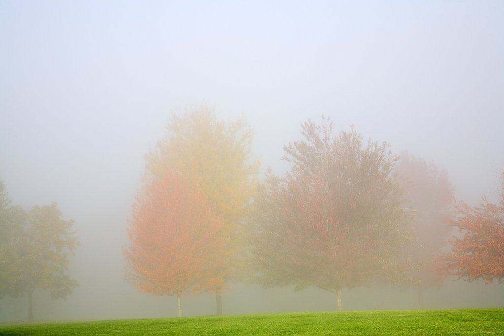 Detail of Fall trees shrouded in mist by Corbis