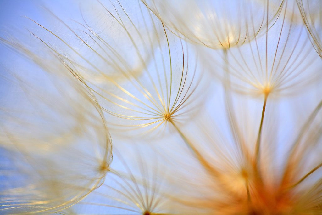Detail of Close-up of a dandelion by Anonymous