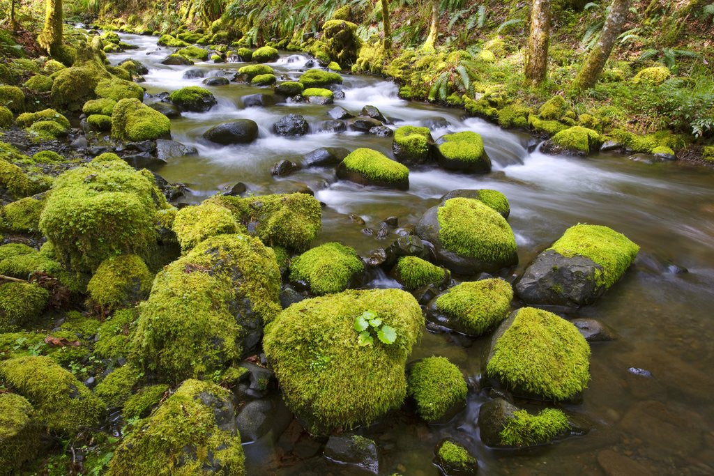 Detail of Mossy rocks along a creek by Anonymous
