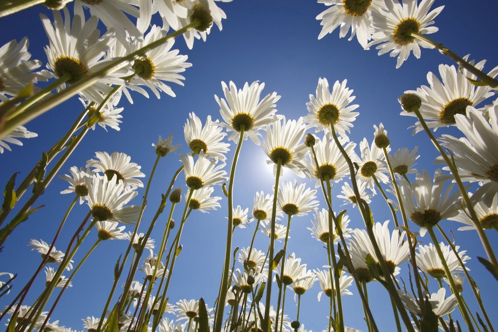 Detail of Sun and blue sky through daisies by Corbis