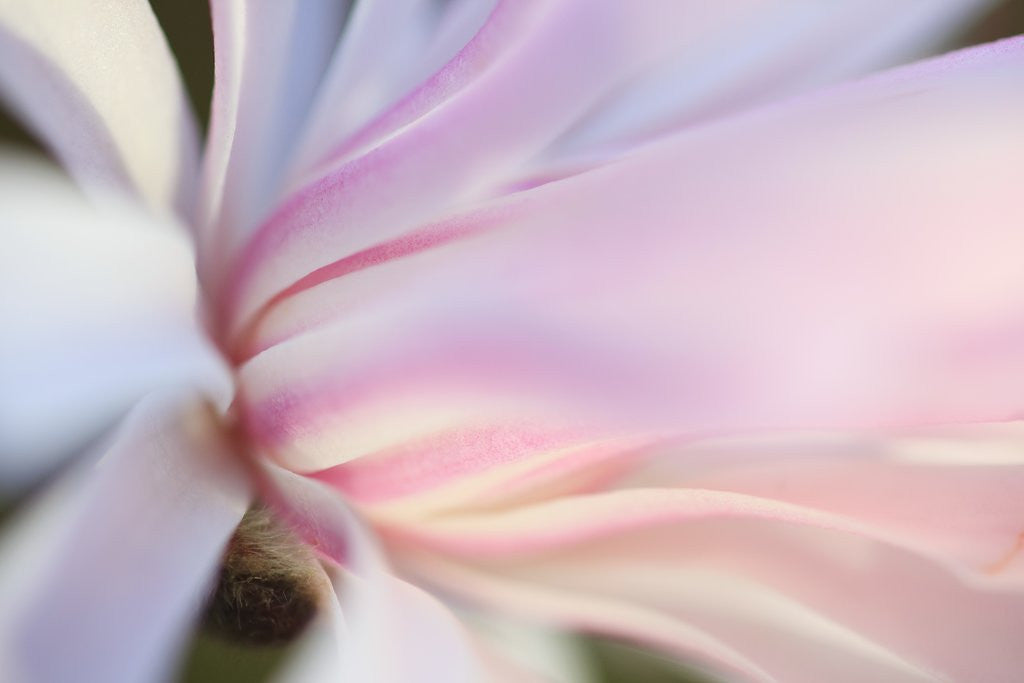 Detail of Close-up view of a flower by Anonymous