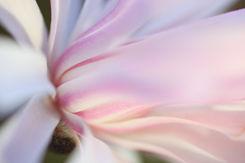 Detail of Close-up view of a flower by Corbis