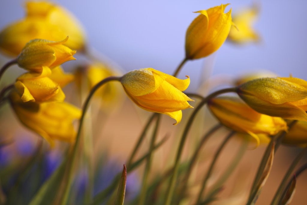 Detail of Close-up of daffodils by Corbis