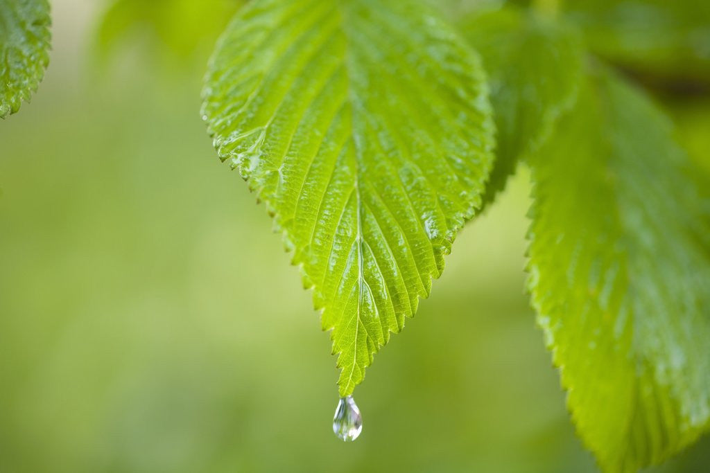 Detail of Rain drop on a leaf by Anonymous