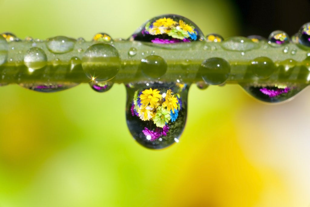 Detail of Dew drops reflecting flowers by Anonymous