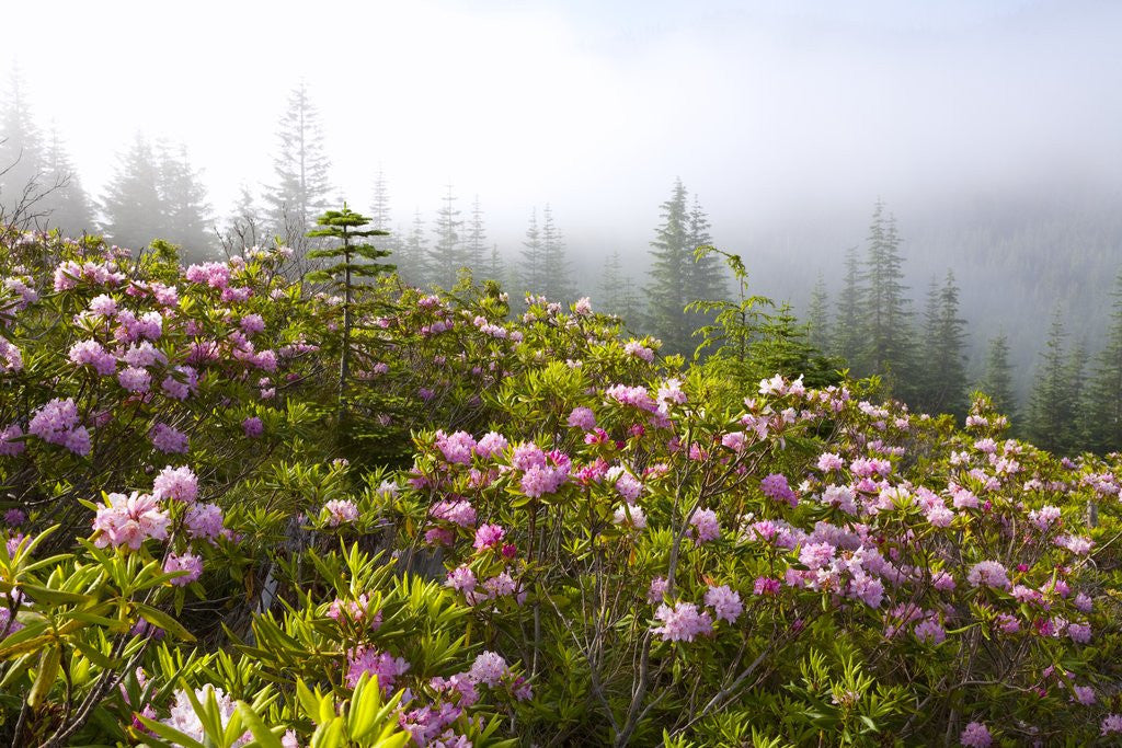 Detail of Rhododendron bushes and morning fog along Lolo Pass by Anonymous