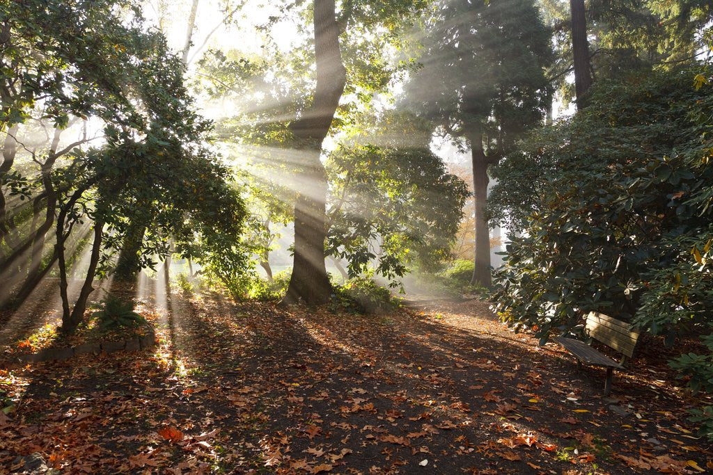 Detail of Sunrise through fog and trees by Anonymous