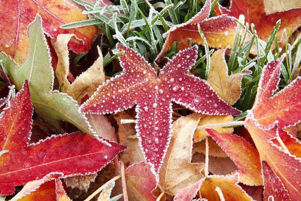 Detail of Frost on fall leaves by Anonymous