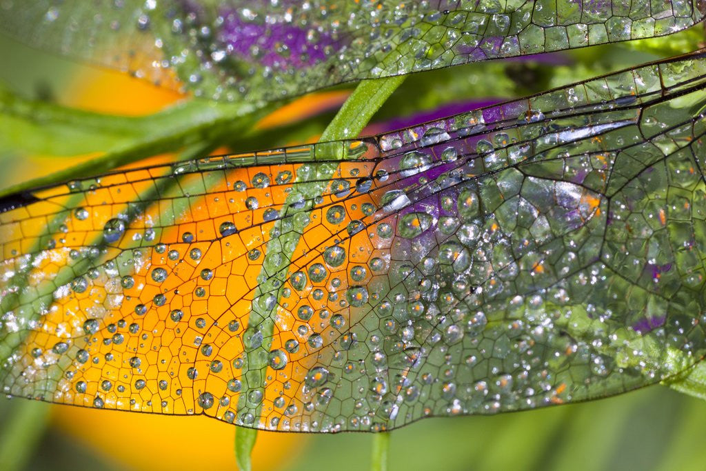 Detail of Morning dew on a dragonfly wing by Anonymous