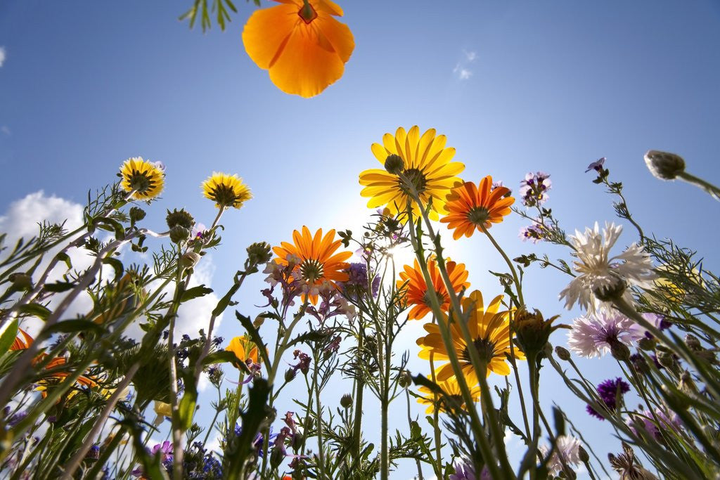Detail of Sun and clear sky above wildflowers by Corbis