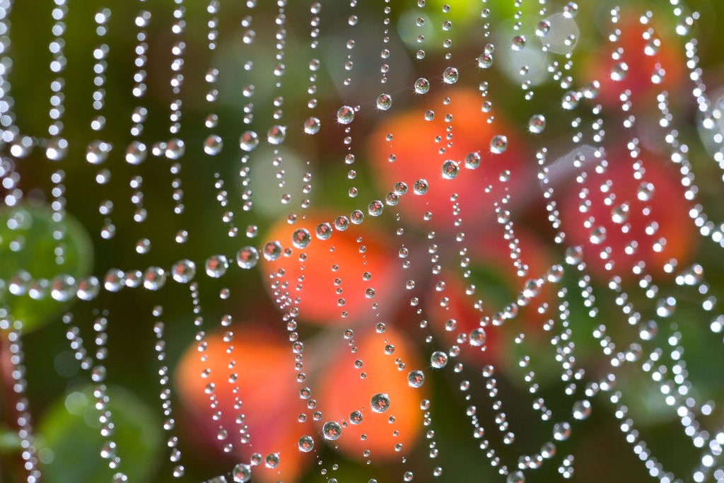 Detail of Dew on a spiderweb by Anonymous