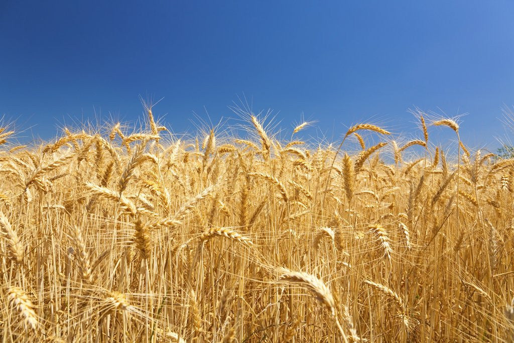 Detail of Wheat field by Anonymous