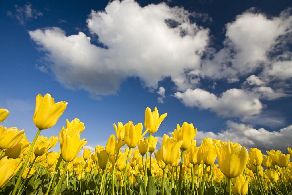 Detail of Tulips under clear sky by Anonymous