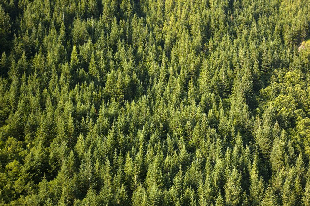 Detail of Evergreen forest near Mount Hood by Anonymous