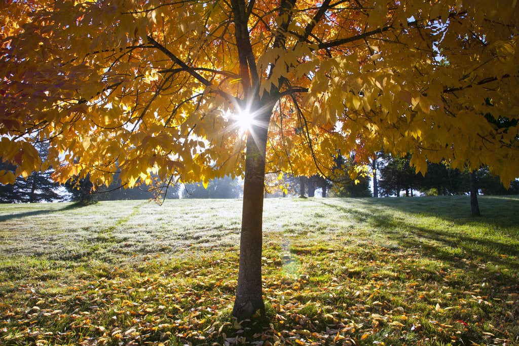Detail of Sunshine through a fall tree by Anonymous