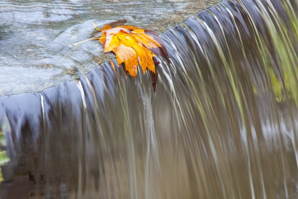 Detail of Fall leaf on top of a waterfall by Anonymous
