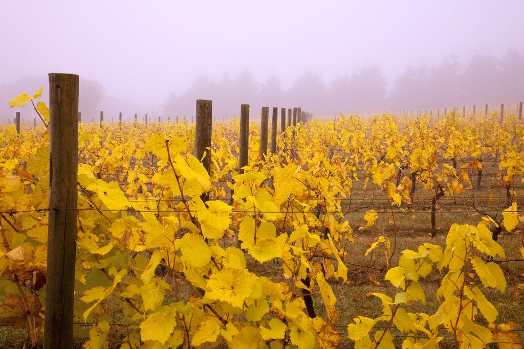 Detail of Misty vineyard in the autumn by Anonymous