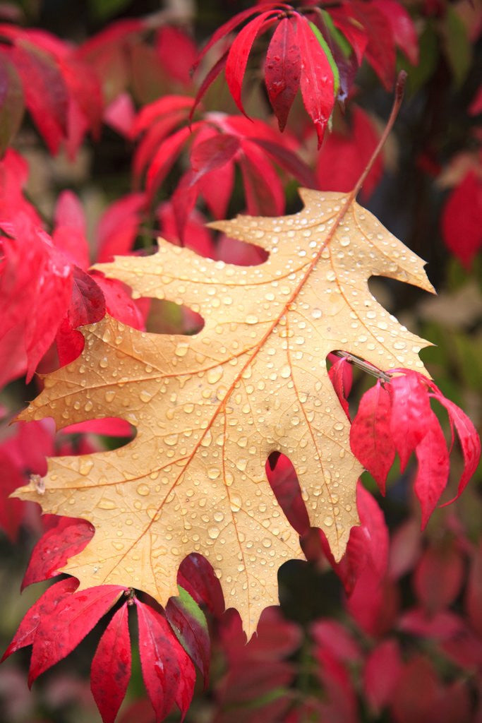 Detail of Water droplets on a fall leaf by Anonymous