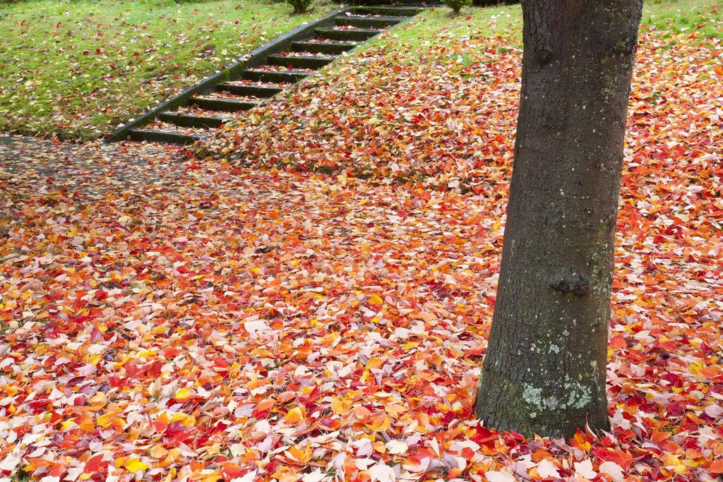 Detail of Autumn leaves on the ground by Anonymous