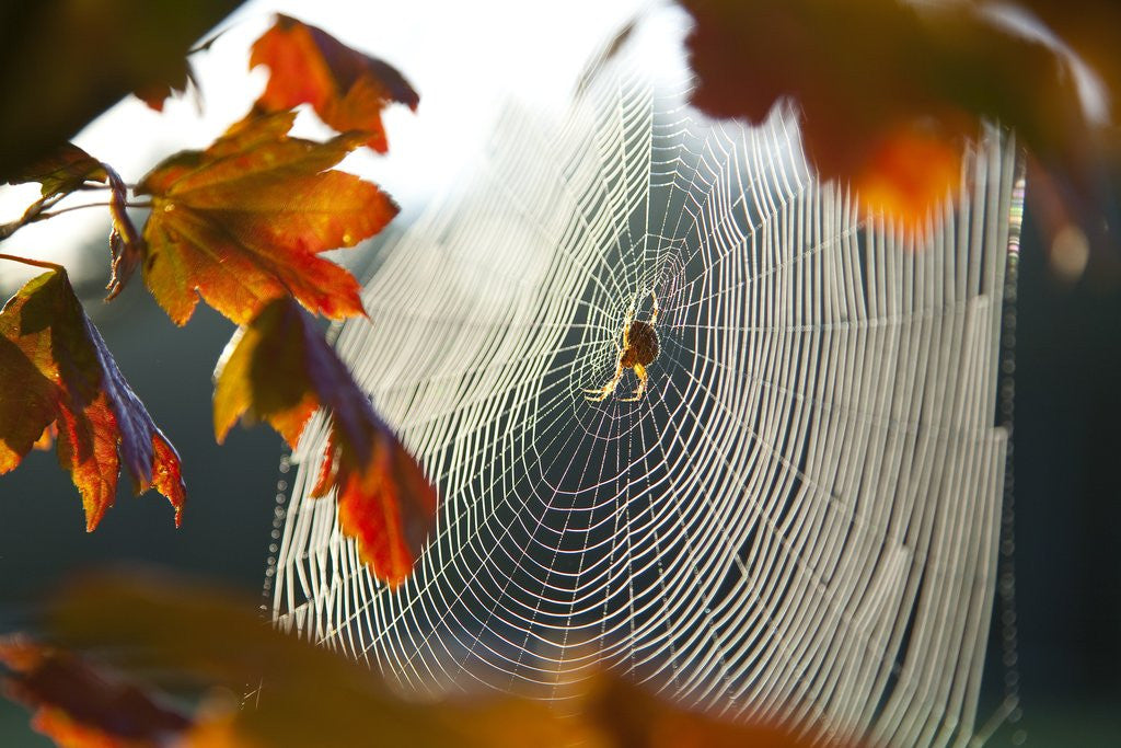 Detail of Orb spider on its web by Anonymous
