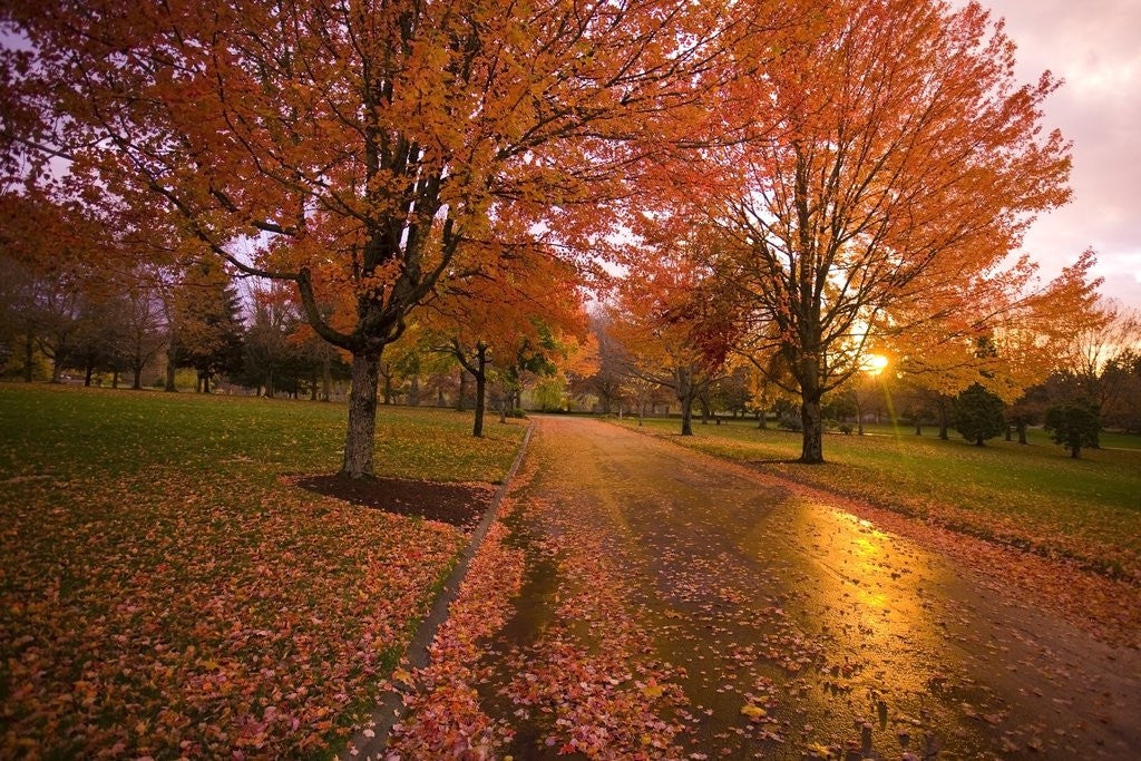 Detail of Sunset in autumn along a country road by Anonymous