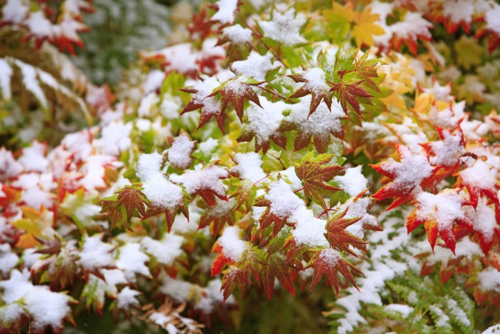 Detail of Snow on autumn vine maple by Anonymous