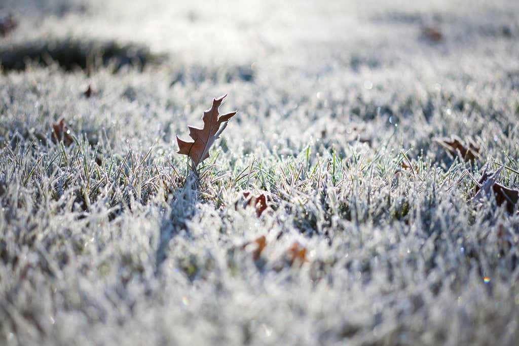 Detail of Frost on grass and autumn leaves by Corbis