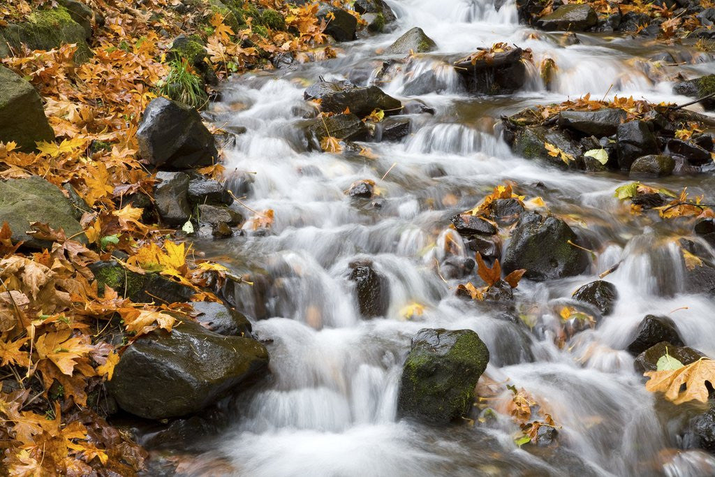 Detail of Water running over rocks in Wahkeena Creek by Anonymous