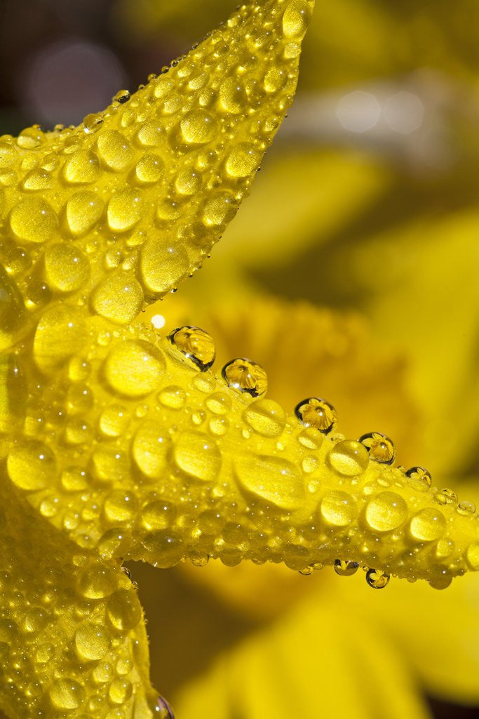 Detail of Close-up of dew on daffodil petals by Anonymous