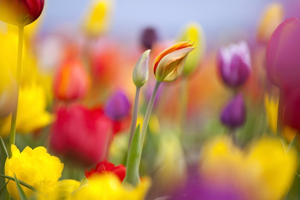 Detail of Close-up of tulips by Anonymous