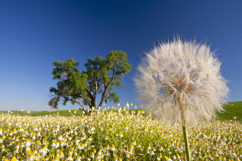 Detail of Flowers in a meadow by Anonymous