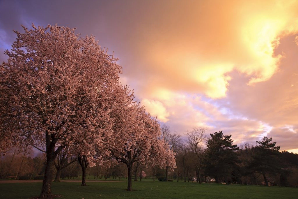 Detail of Blooming cherry trees at sunset by Anonymous