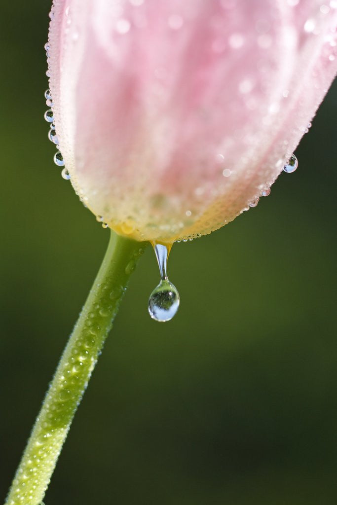 Detail of Dew dripping off a tulip by Anonymous