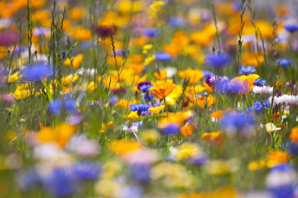 Detail of Meadow of wildflowers by Anonymous