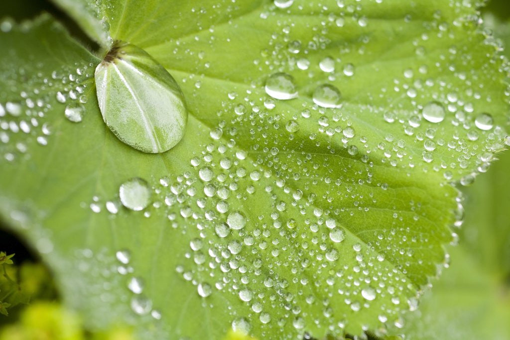 Detail of Dew drops on a leaf by Anonymous