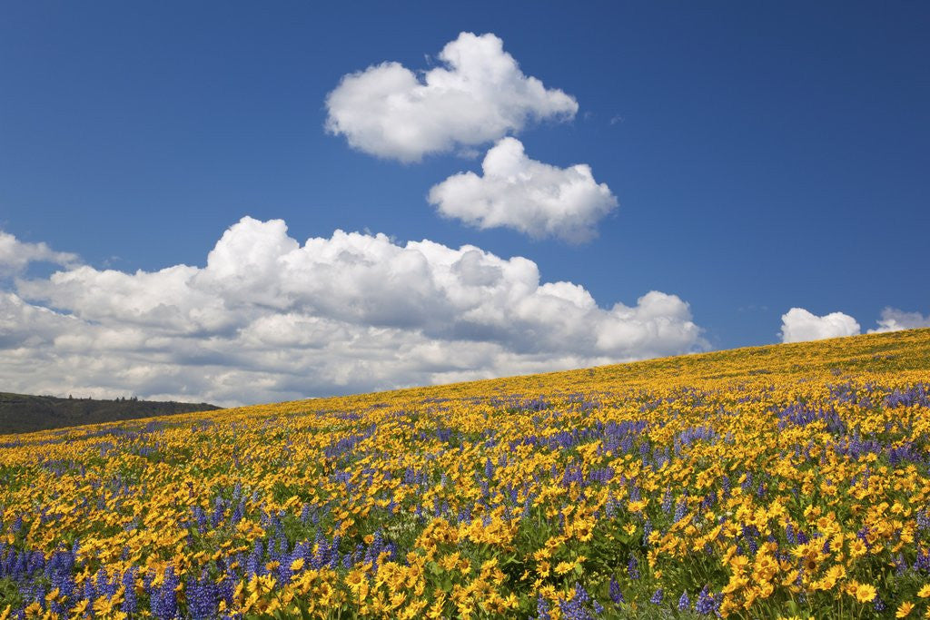 Detail of Wildflowers in a hilly meadow by Anonymous