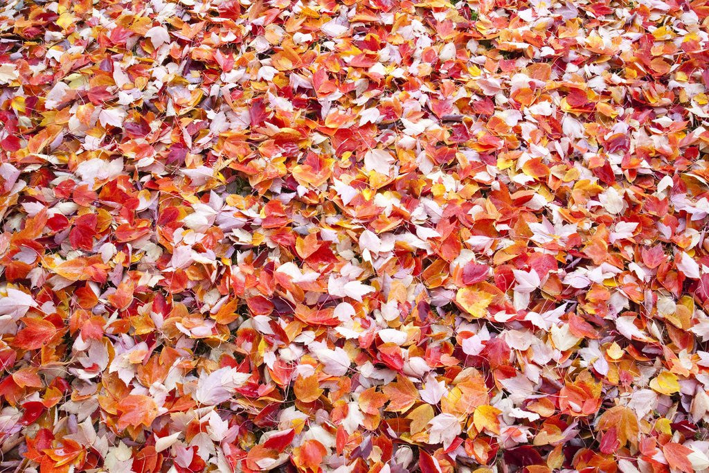 Detail of Pile of autumn leaves by Anonymous