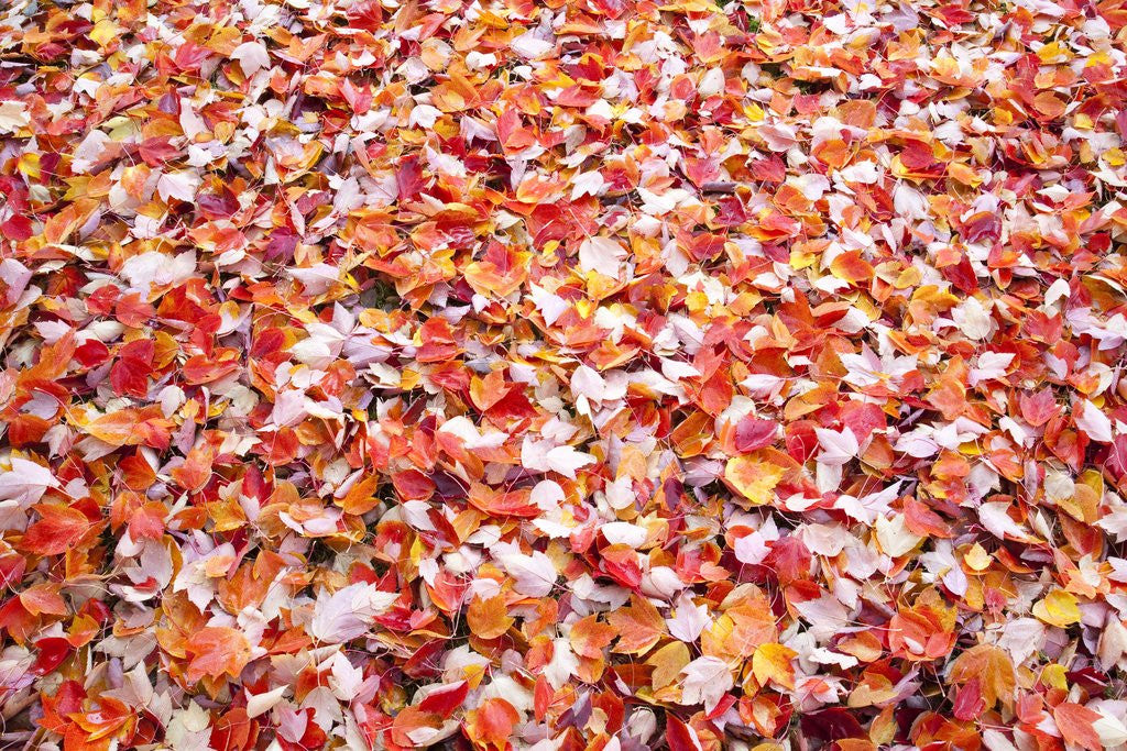 Detail of Pile of autumn leaves by Corbis